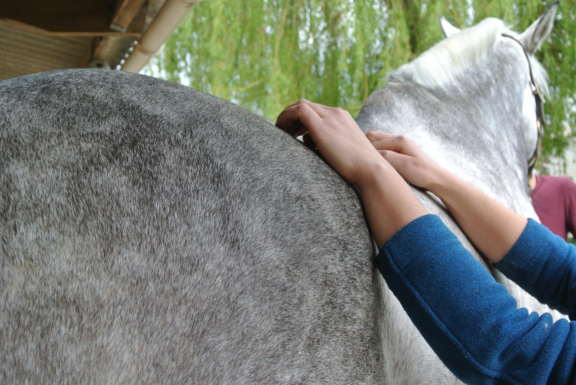 Emeline-moutiez-horsecare-algothérapie-massothérapie-shiatsu-lisieux-normandie-ile-de-france-massage-chevaux-chien-ane (39)